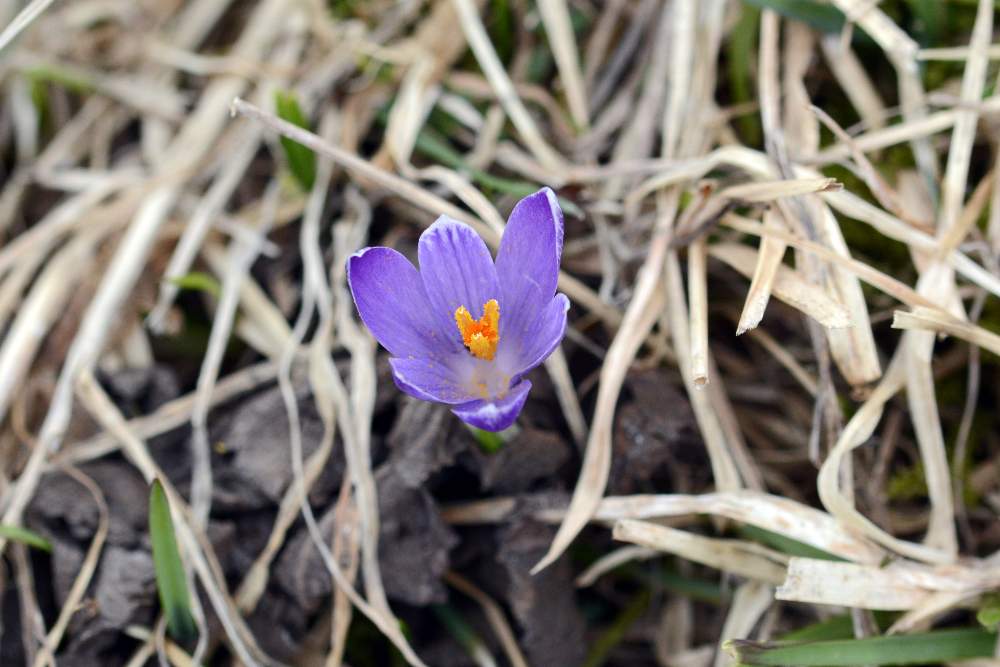 Crocus vernus